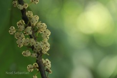 Villebrunea integrifolia